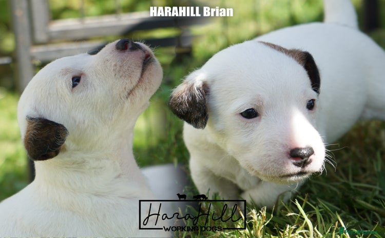 Jack Russell dogs - Advert 10