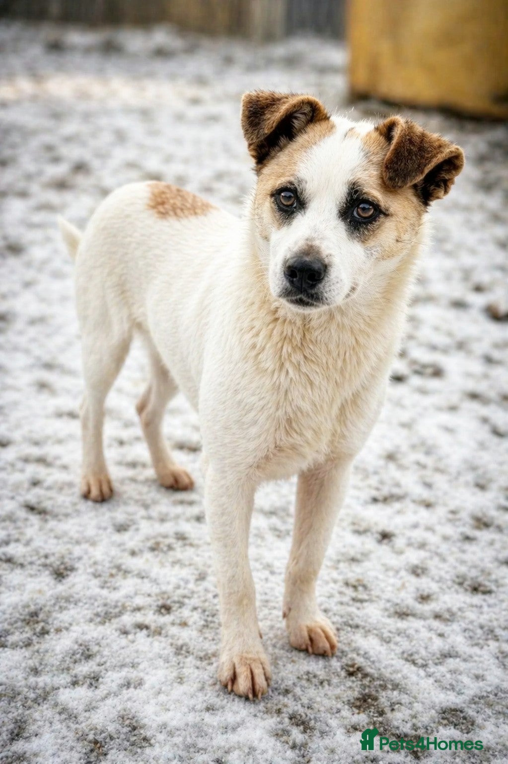 Mixed Breed dogs 🌟THOR – The Bright, Brave Young Explorer 🤍🐾 🌟 - Advert 1