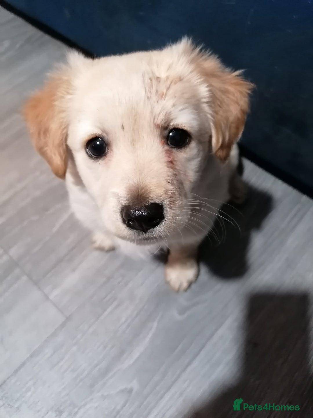 Patterjack dogs for sale: Patterjacks - Advert 4