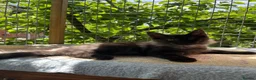 Maine Coon cats for sale: ⭐️Beautiful Maine Coon Kittens⭐️ - Advert 15