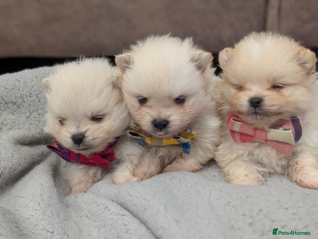 Pomeranian dogs for sale: Beautiful tiny Pomeranian girls  ONE LEFT  - Advert 6