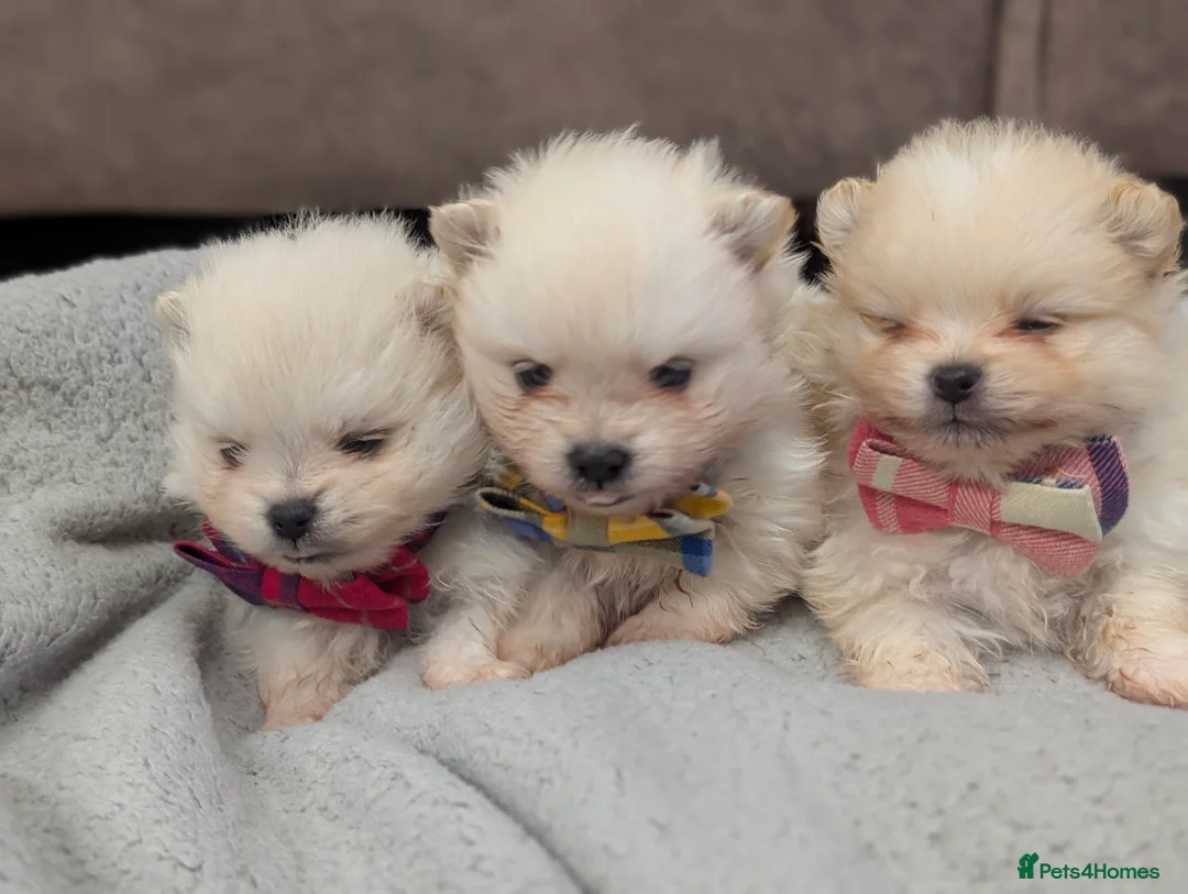 Pomeranian dogs for sale: Beautiful tiny Pomeranian girls  ONE LEFT  - Advert 7