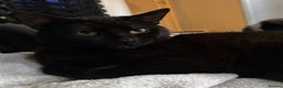 Domestic Shorthair cats for sale: twin males bonded pair - Advert 4