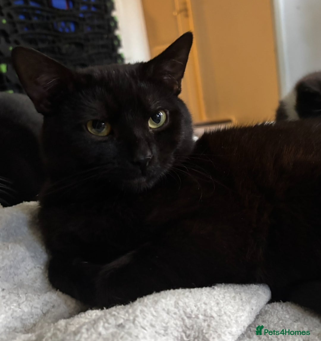 Domestic Shorthair cats for sale: twin males bonded pair - Advert 4