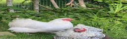 Chickens poultry for sale: Orpington Chickens For Sale in Looe - Advert 7