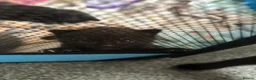 Mixed Breed cats for sale: 4 kitten for sale  - Advert 8