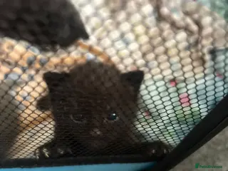 Mixed Breed cats 2 British black kitten for sale - Advert 1