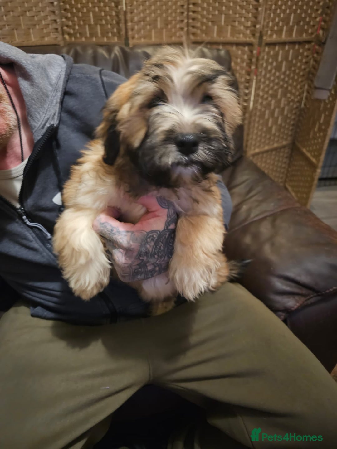 Mixed Breed dogs for sale: Cavapoo cross puppy  - Advert 3