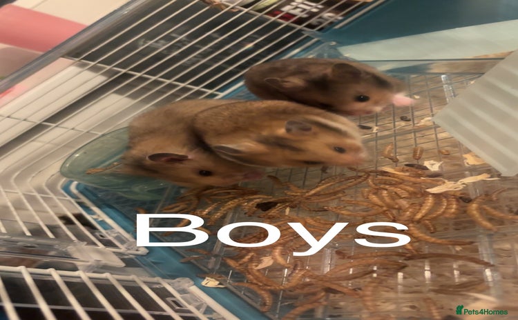 Hamster rodents - Advert 4