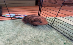 Guinea Pig rodents for sale: Bonded Male Guinea Pigs - Image 12