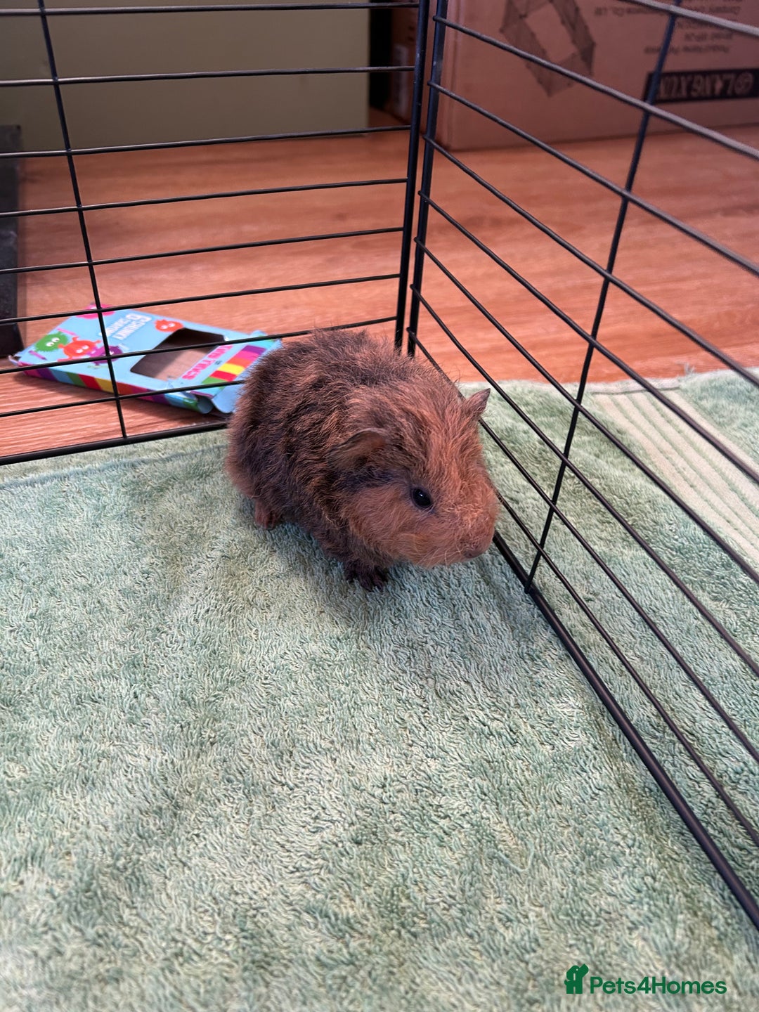 Guinea Pig rodents for sale: Bonded Male Guinea Pigs - Image 12