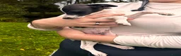 Italian Greyhound dogs for sale: KC Registered Italian Greyhounds Puppies - Advert 8