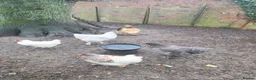 Chickens poultry for sale: Hatching eggs for sale - Advert 5
