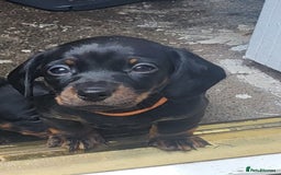 Miniature Dachshund dogs for sale: 4 female smooth haired miniature dachshunds  - Image 3