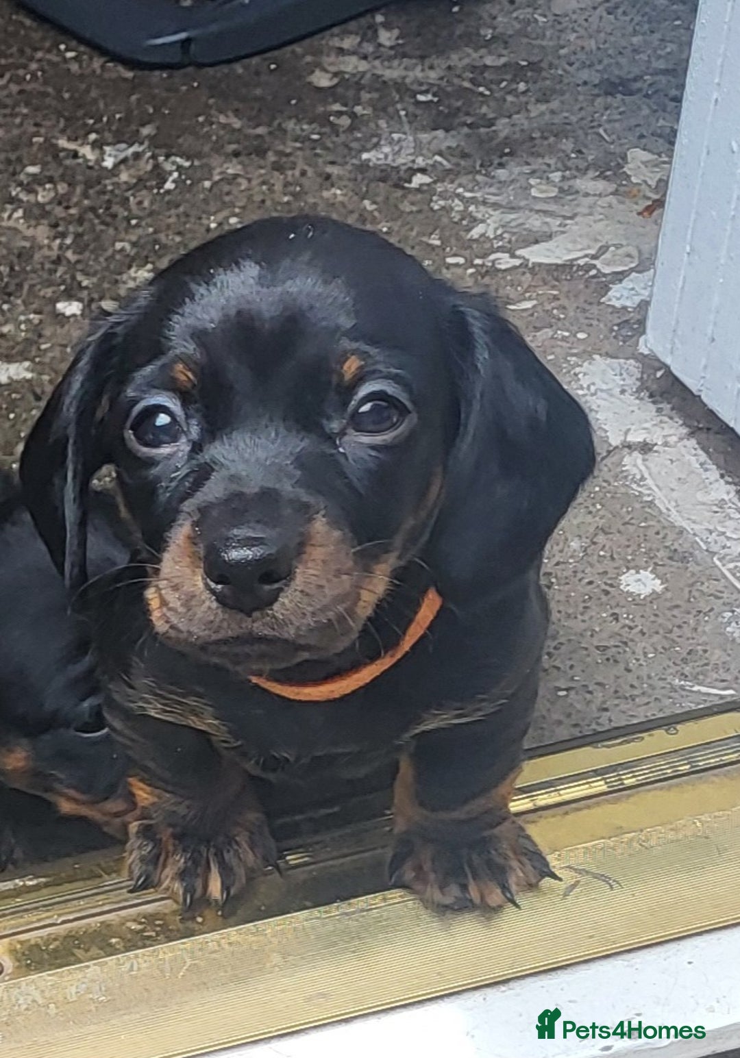 Miniature Dachshund dogs for sale: 4 female smooth haired miniature dachshunds  - Image 3