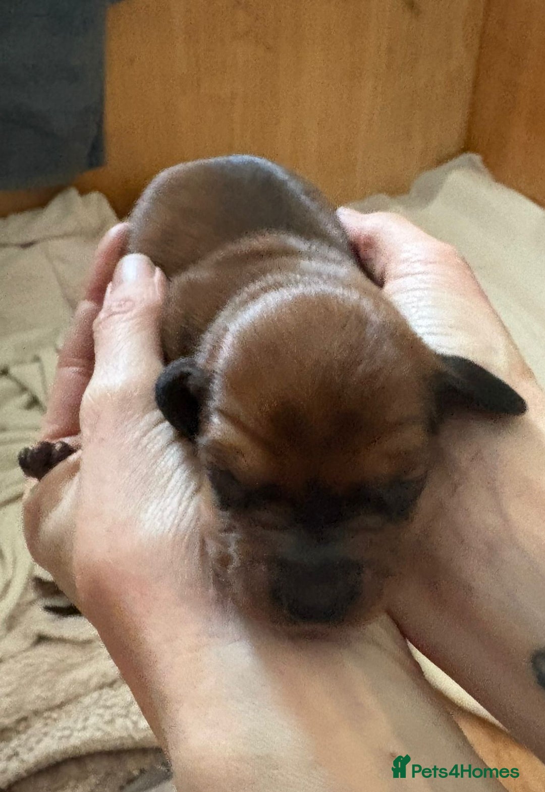 Dachshund dogs for sale: Adorable miniature dachshunds - Advert 5