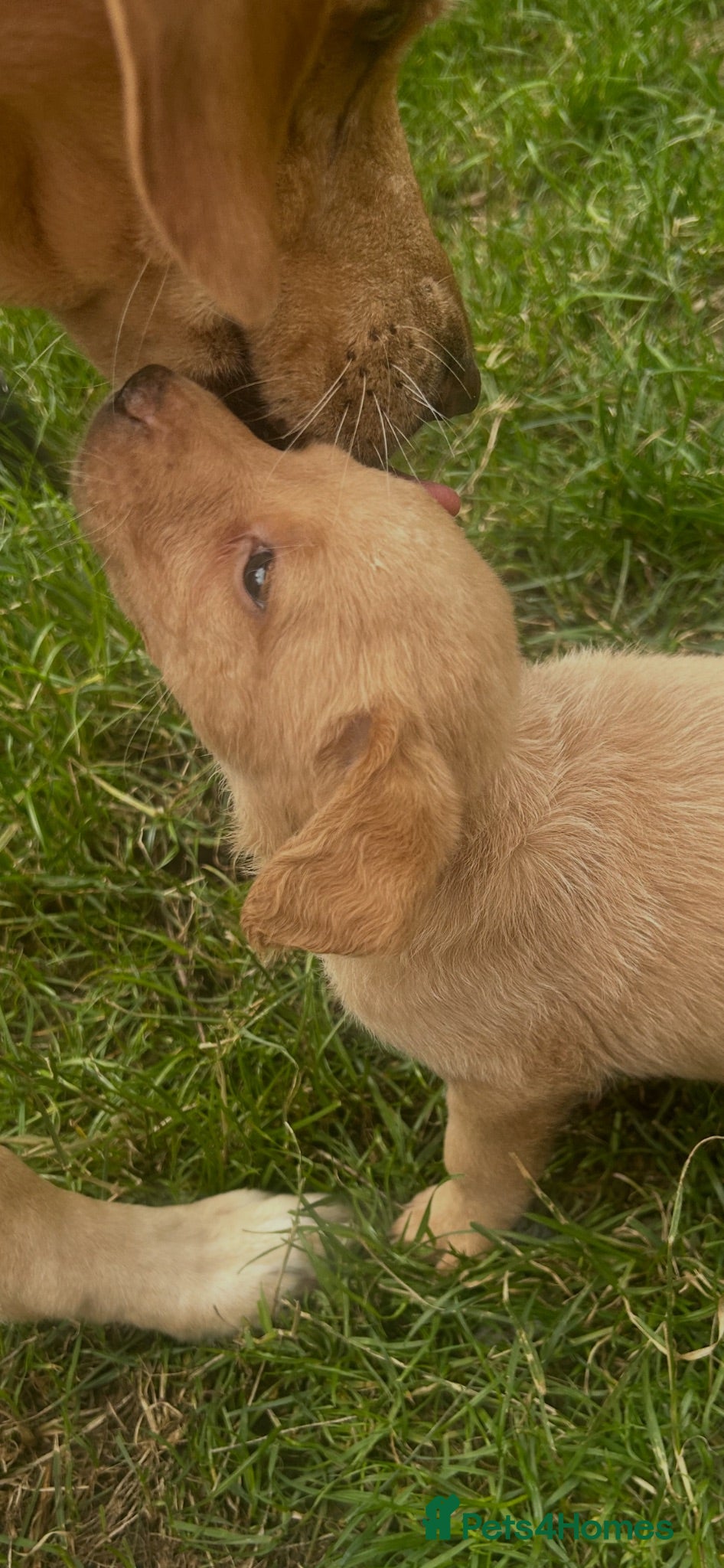 Labrador Retriever dogs Gorgeous Labrador girl puppies  - Advert 2