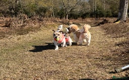 Mixed Breed dogs for sale: Stunning Jack tzu puppies. Jack Russell x Shih Tzu - Image 21