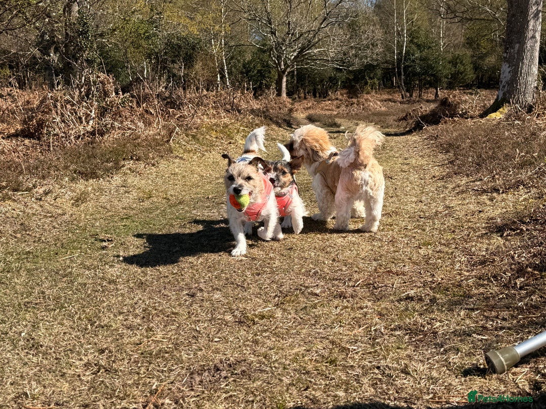 Mixed Breed dogs for sale: Stunning Jack tzu puppies. Jack Russell x Shih Tzu - Image 21
