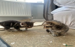 Bengal cats for sale: 5 Beautiful Bengal kittens  - Image 4