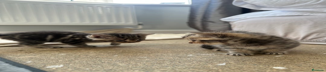 Bengal Kitten 4