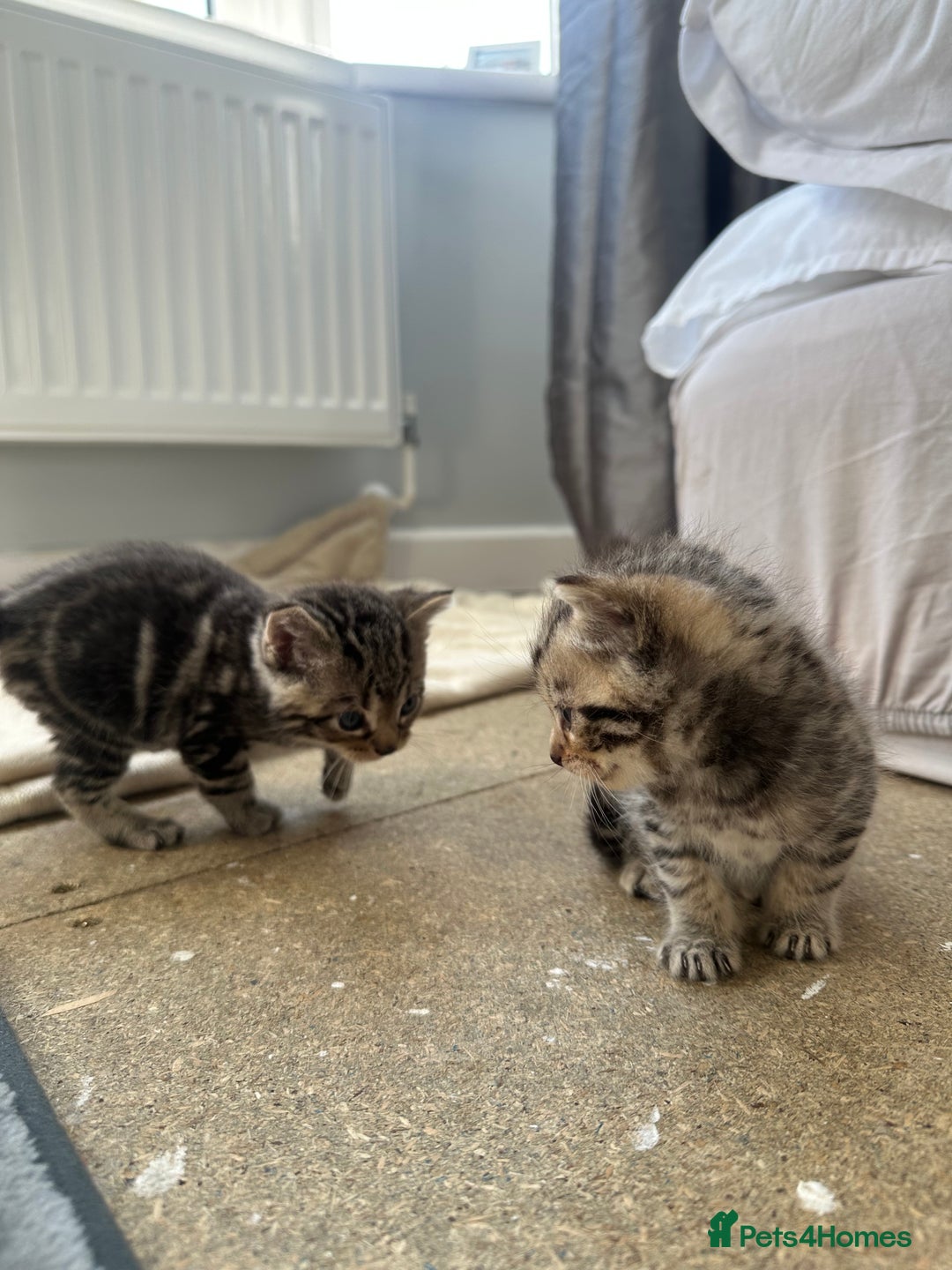 Bengal cats for sale: 5 Beautiful Bengal kittens  - Image 4