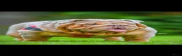 English Bulldog dogs for sale: English bulldog female puppy  - Advert 7