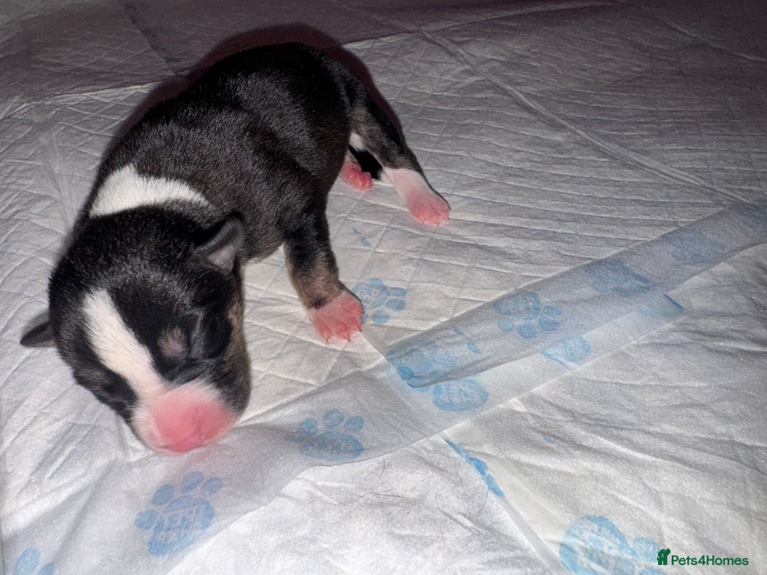 Mixed Breed dogs for sale: Stuffy puppies for sale  - Image 4