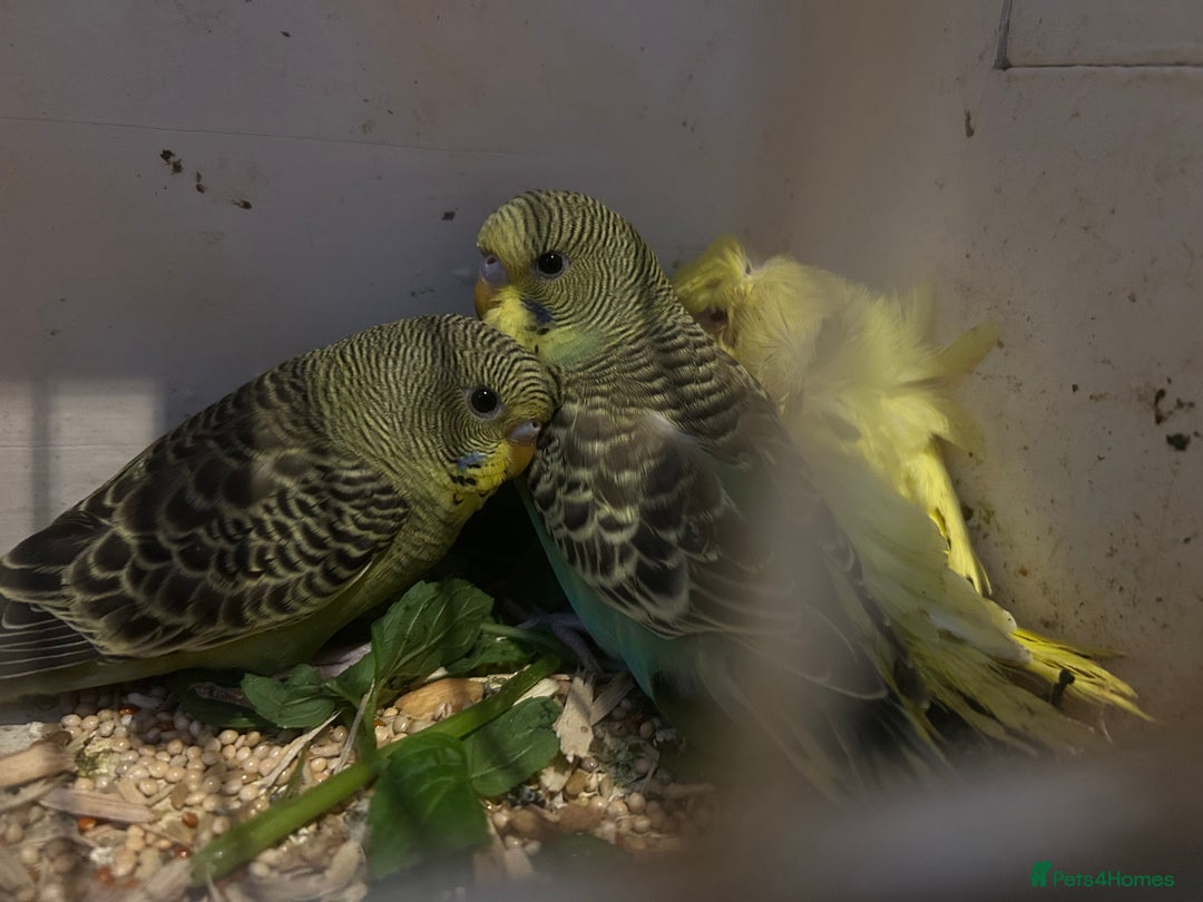 Budgerigars birds for sale: BUDGIES FOR SALE, all in good health - Image 13
