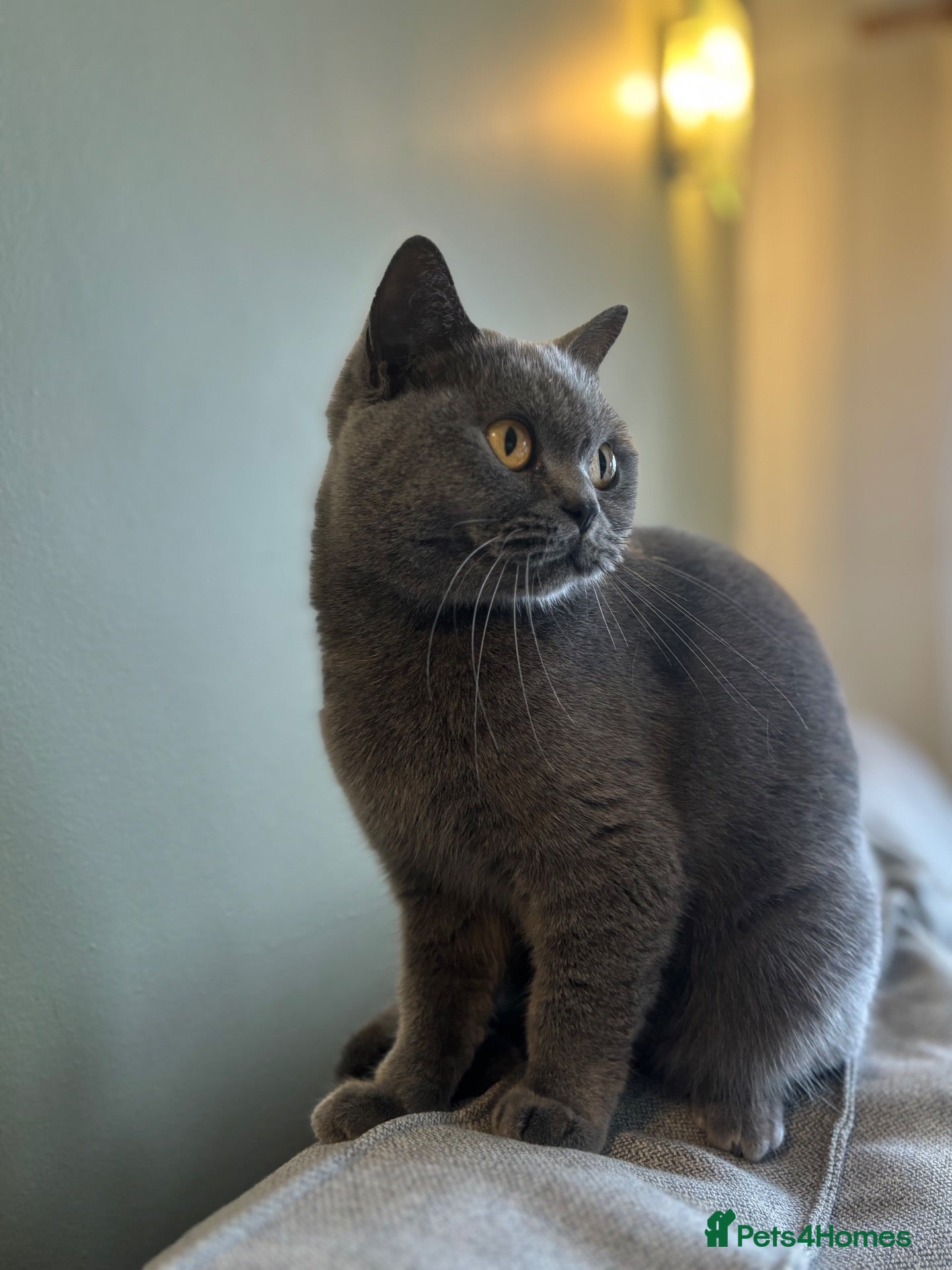 British Shorthair cats ❤️ OUR BEAUTIFUL BRITISH SHORTHAIR KITTENS ❤️ - Advert 2