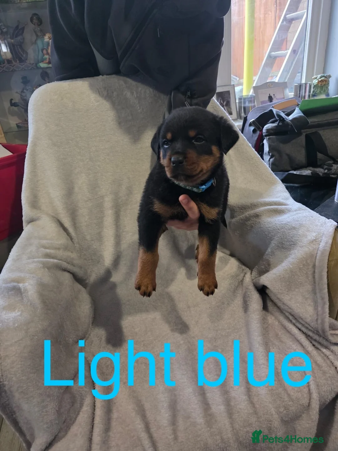 Rottweiler dogs for sale: Purebred Rottweiler Puppies ready to leave  - Advert 11