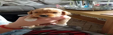 Cockapoo 3