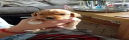 Cockapoo dogs for sale:  Beautiful Cockapoo puppies for sale F1B - Advert 6