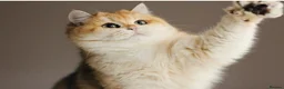 British Longhair cats for sale: Gorgeous Golden Chinchilla  - Advert 2
