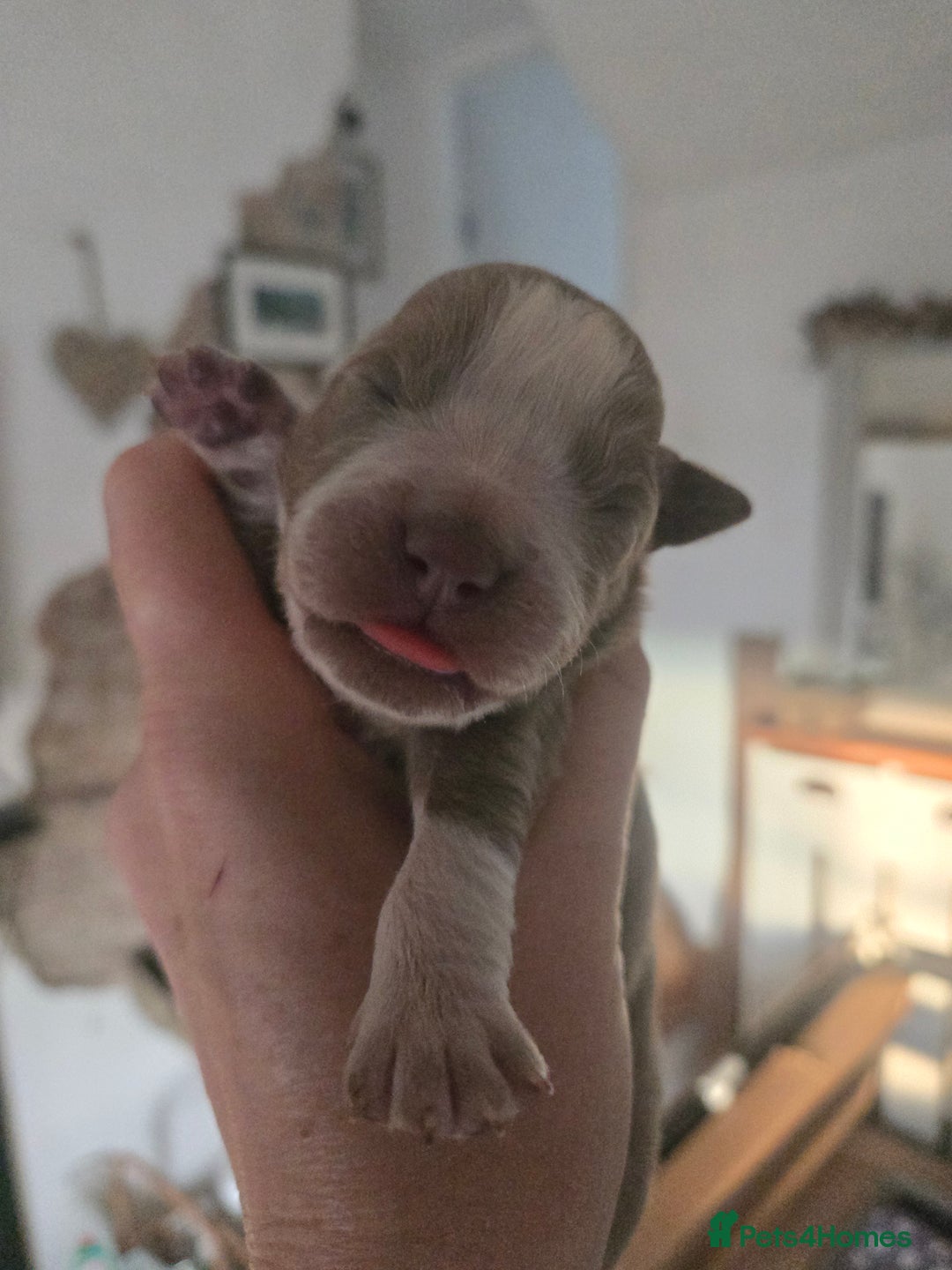 Olde English Bulldogge dogs for sale: Mammut : Fluffy Olde English Bulldog puppies. - Advert 14