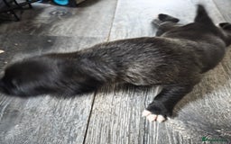 Mixed Breed dogs for sale: Corso x puppies  - Image 5