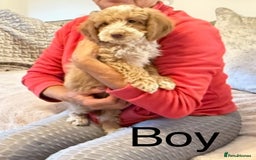 Cockapoo dogs for sale:  F1 Cockapoo puppies - Image 9