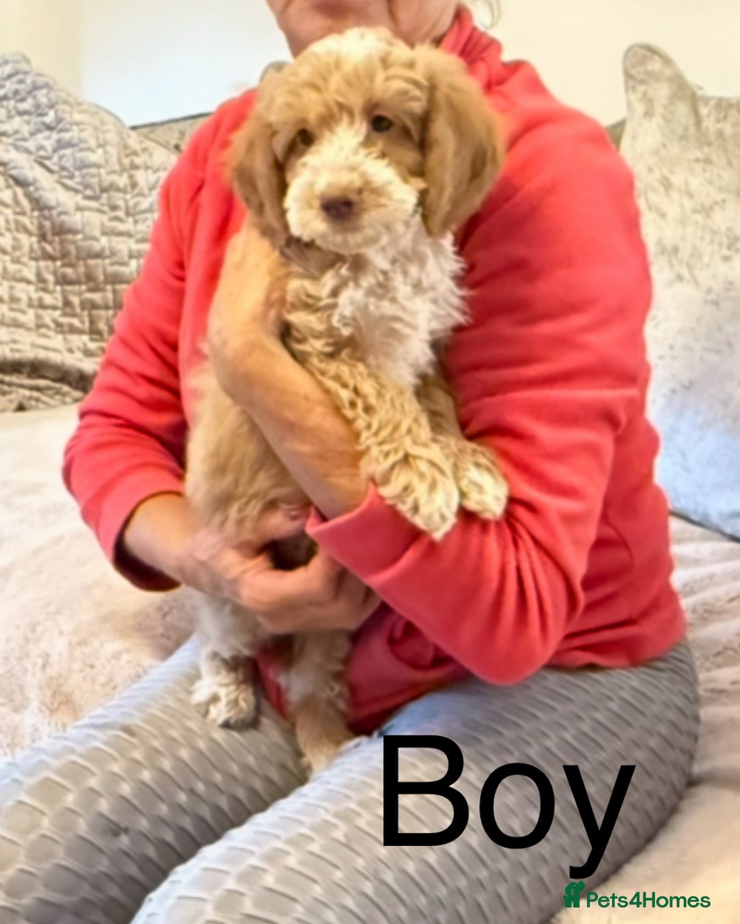 Cockapoo dogs for sale:  F1 Cockapoo puppies - Image 9