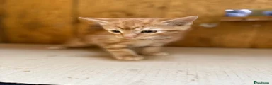 Mixed Breed Kitten 1
