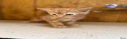 Mixed Breed cats for sale: Ginger kittens in Newtown - Advert 2