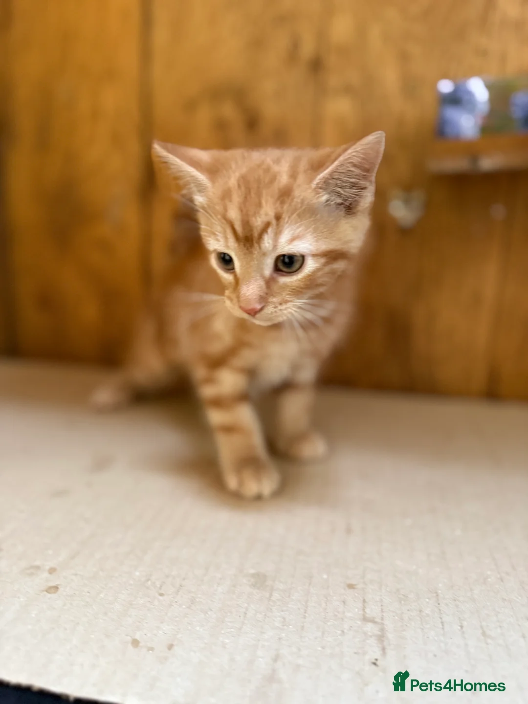 Mixed Breed cats for sale: Ginger kittens in Newtown - Advert 2