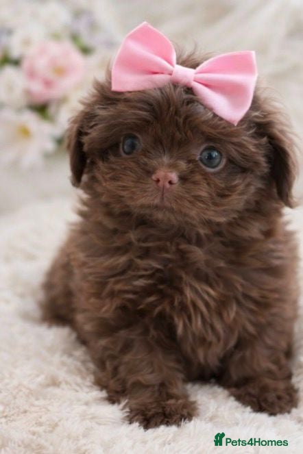 Shih Tzu dogs Ready HEALTH TESTED KC Female 💜 - Advert 13