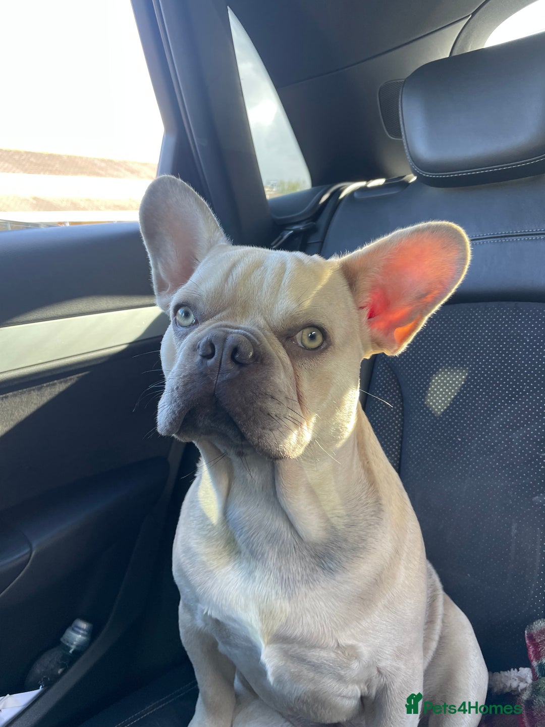 French Bulldog dogs for stud: French Bulldog for Stud - Image 2