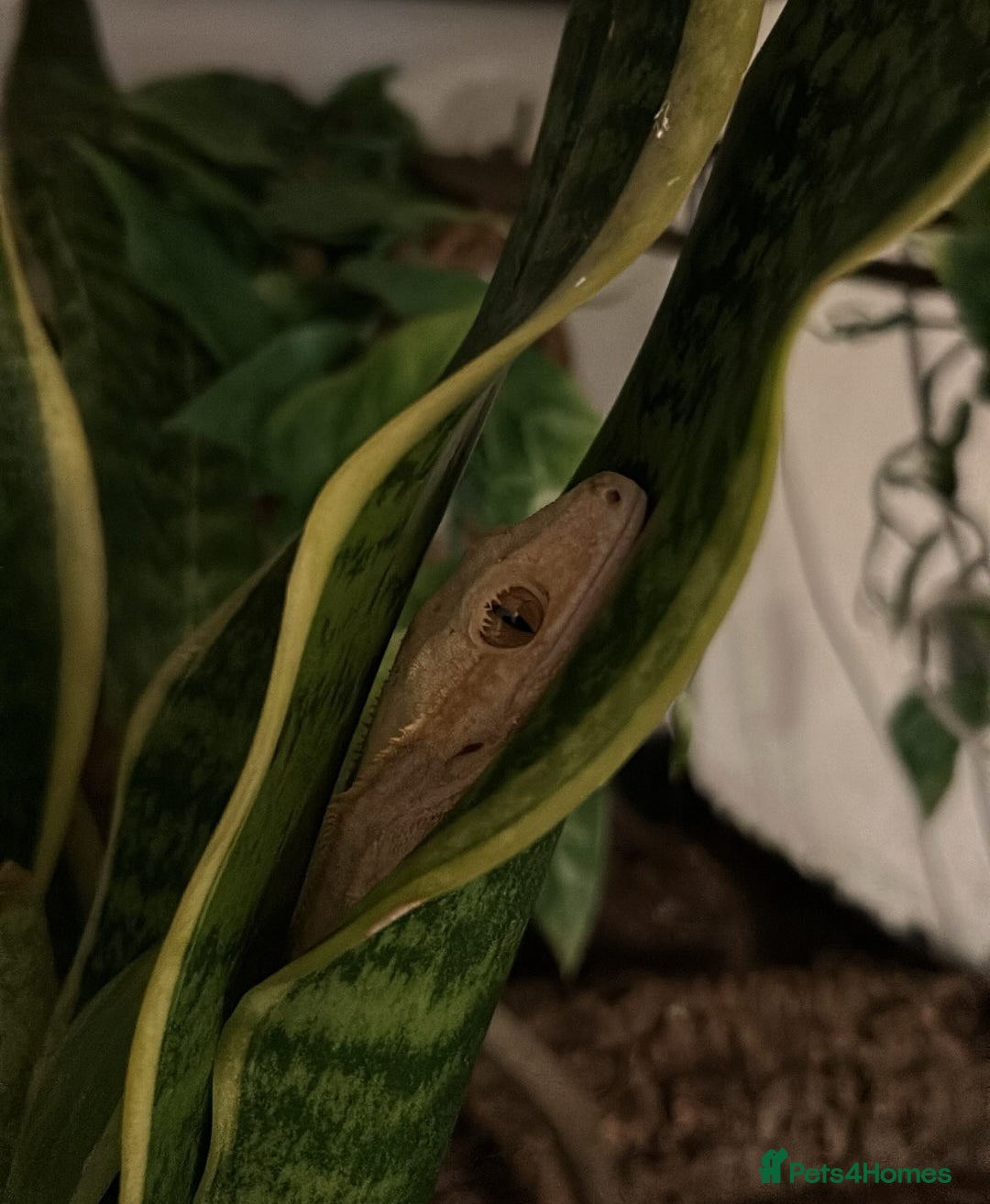 Gecko reptiles for sale: Two female crested geckos  - Advert 6