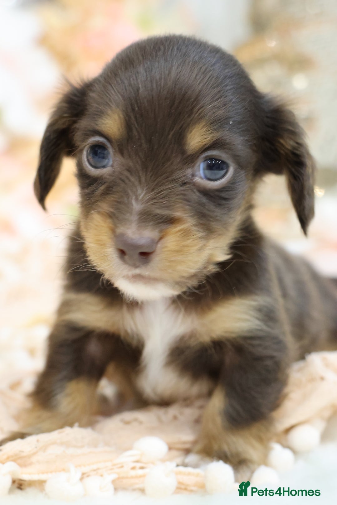 Miniature Dachshund dogs for sale: KC Longhair Miniature Dachshund Puppies - Advert 7