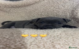 Staffordshire Bull Terrier dogs for sale: Piro daughter & Pharon (Bullscaff) pups for sale - Image 13