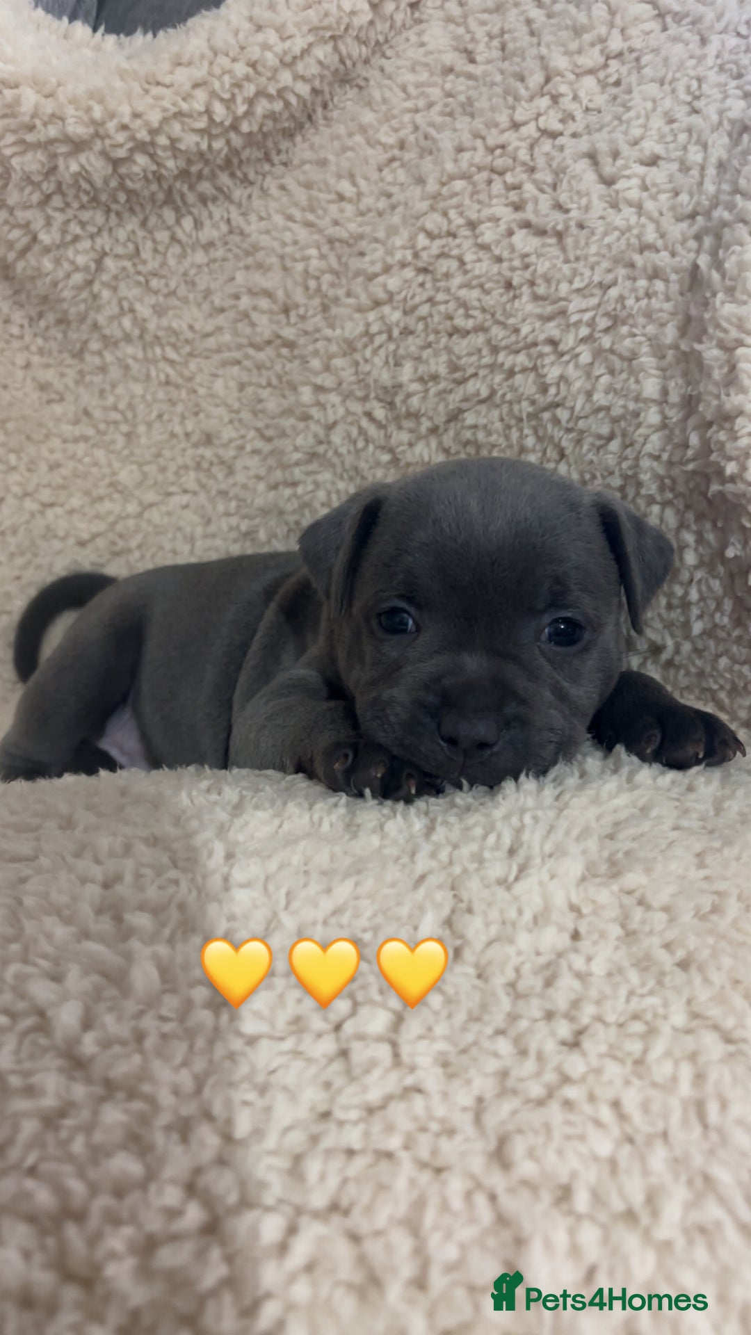 Staffordshire Bull Terrier dogs for sale: Piro daughter & Pharon (Bullscaff) pups for sale - Image 13