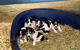 Jack Russell dogs for sale: Pure Jack Russell Puppies for sale  - Image 10