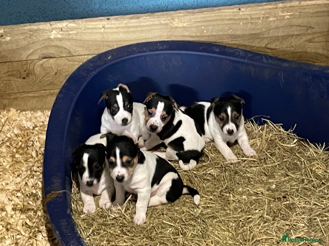 Jack Russell dogs for sale: Pure Jack Russell Puppies for sale  - Image 10