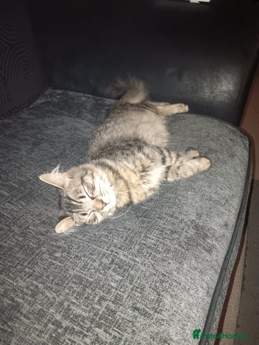 Mixed Breed cats for sale: 7 months old kitten - Advert 4